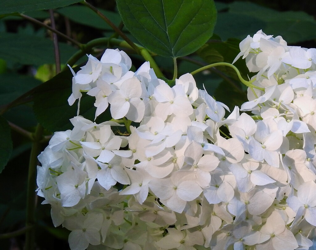 Annabelle Hydrangea by sunnygreenwood