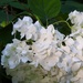 Annabelle Hydrangea by sunnygreenwood