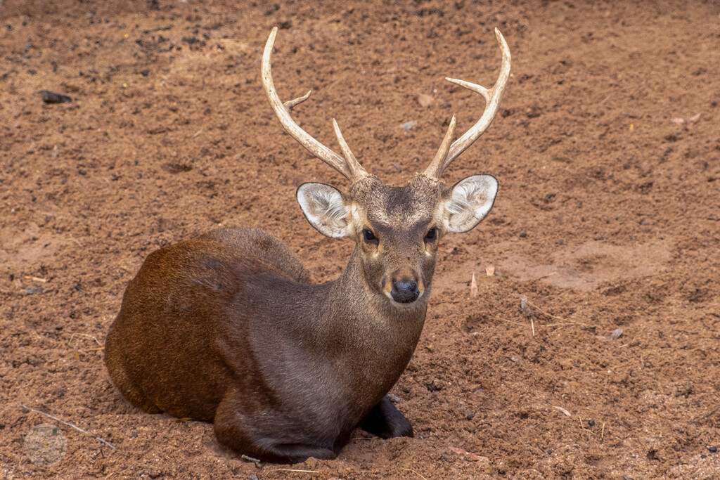 Calamian Deer by lumpiniman