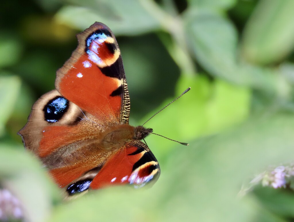 Solitary peacock butterfly by orchid99