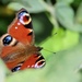 Solitary peacock butterfly by orchid99