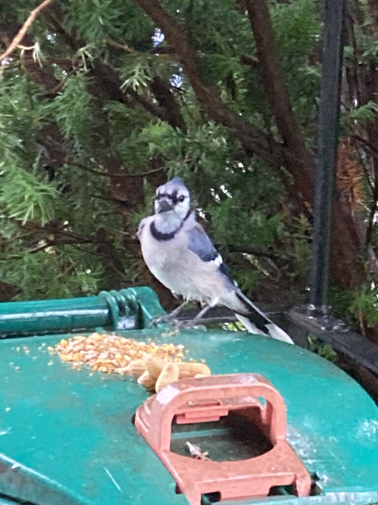 Blue Jay Visiting by spanishliz