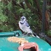 Blue Jay Visiting by spanishliz