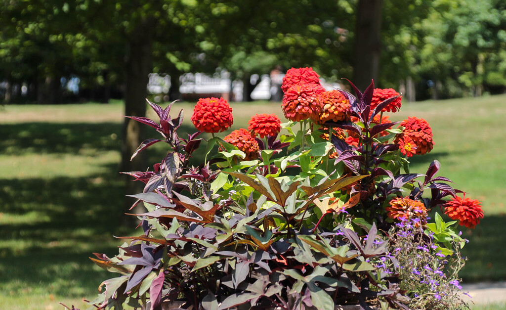 Pretty flowers by mittens