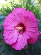 9th Aug 2024 - Hibiscus Time