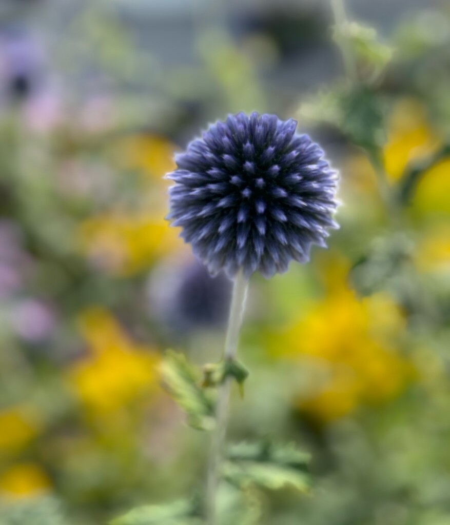 Thistle by alison59