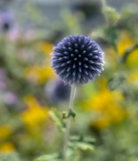 9th Aug 2024 - Thistle