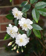 9th Aug 2024 - White Roses