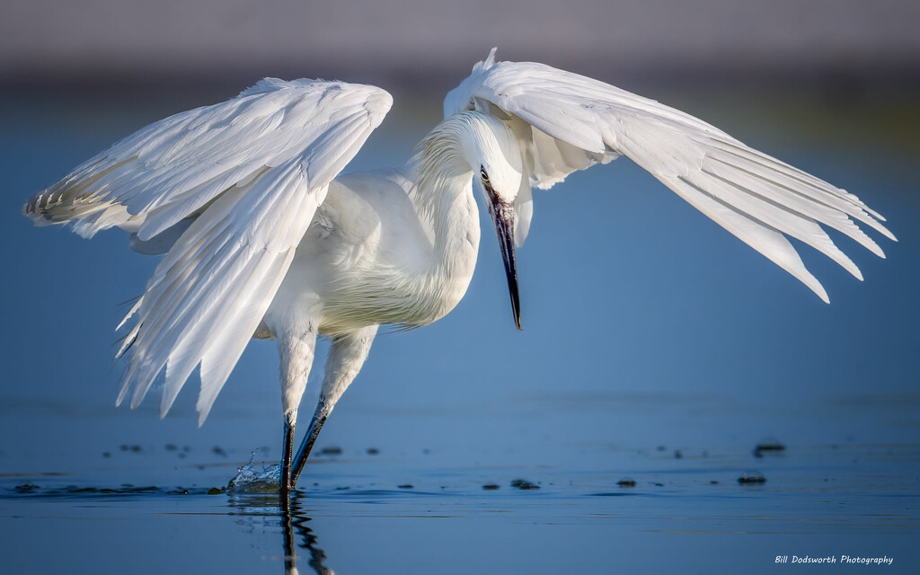 Reddish Egret fishing by photographycrazy