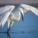 Reddish Egret fishing by photographycrazy