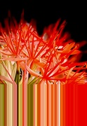 9th Aug 2024 - Abstract Flower (9)