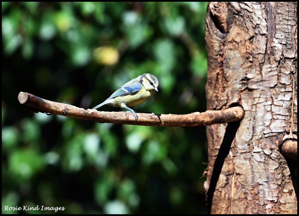 Such a dear little bird by rosiekind