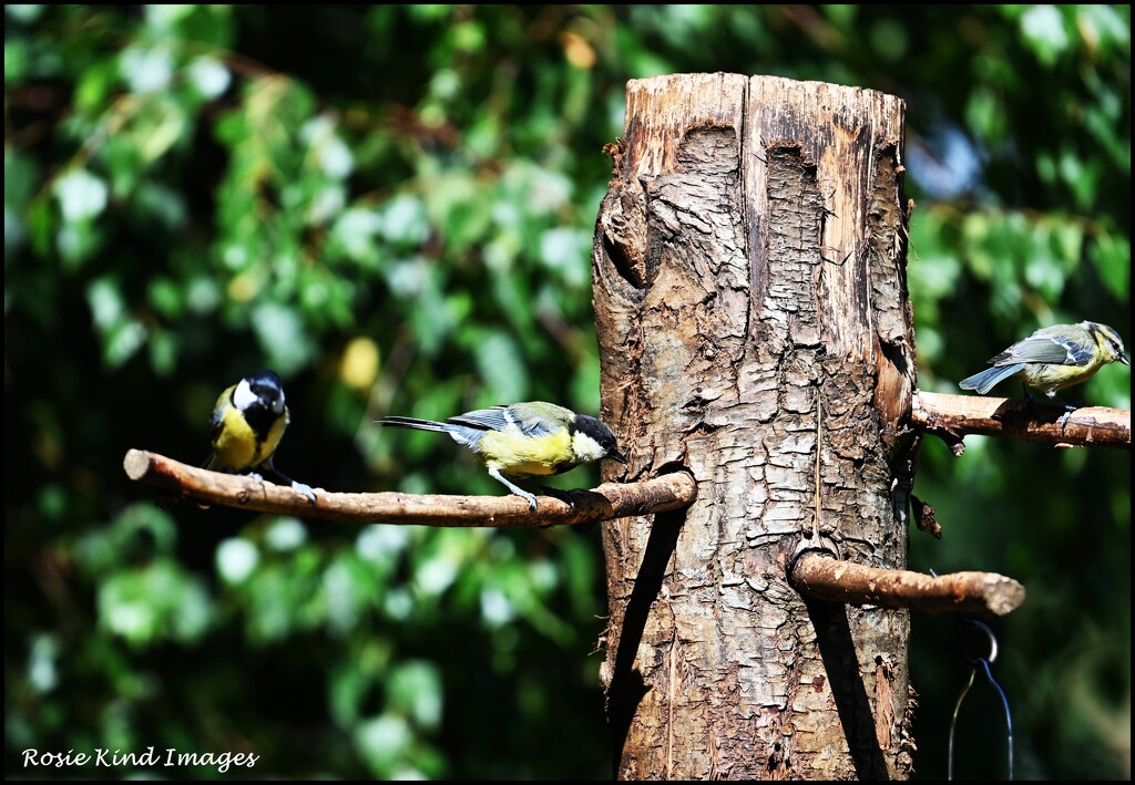 Three little birds by rosiekind