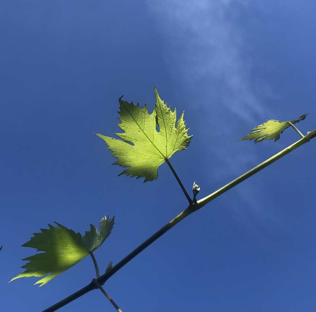 Vine in the sun by sleepingexplorer