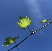 9th Aug 2024 - Vine in the sun