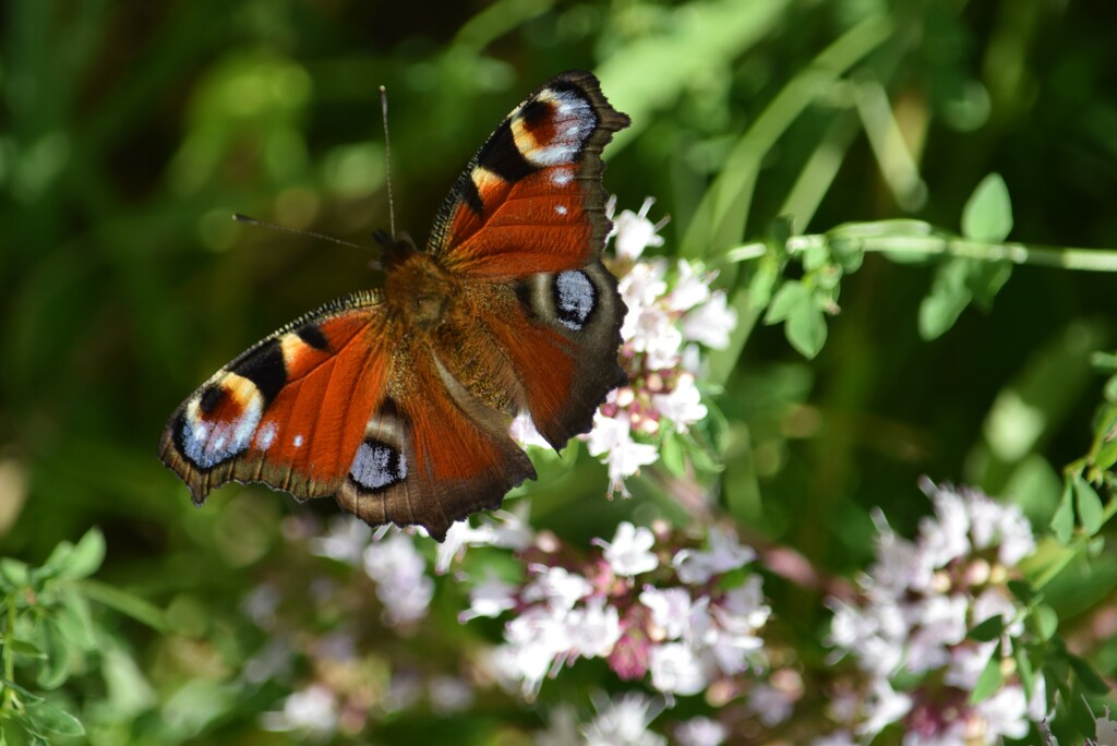 Peacock butterfly by dragey74