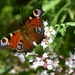 Peacock butterfly by dragey74