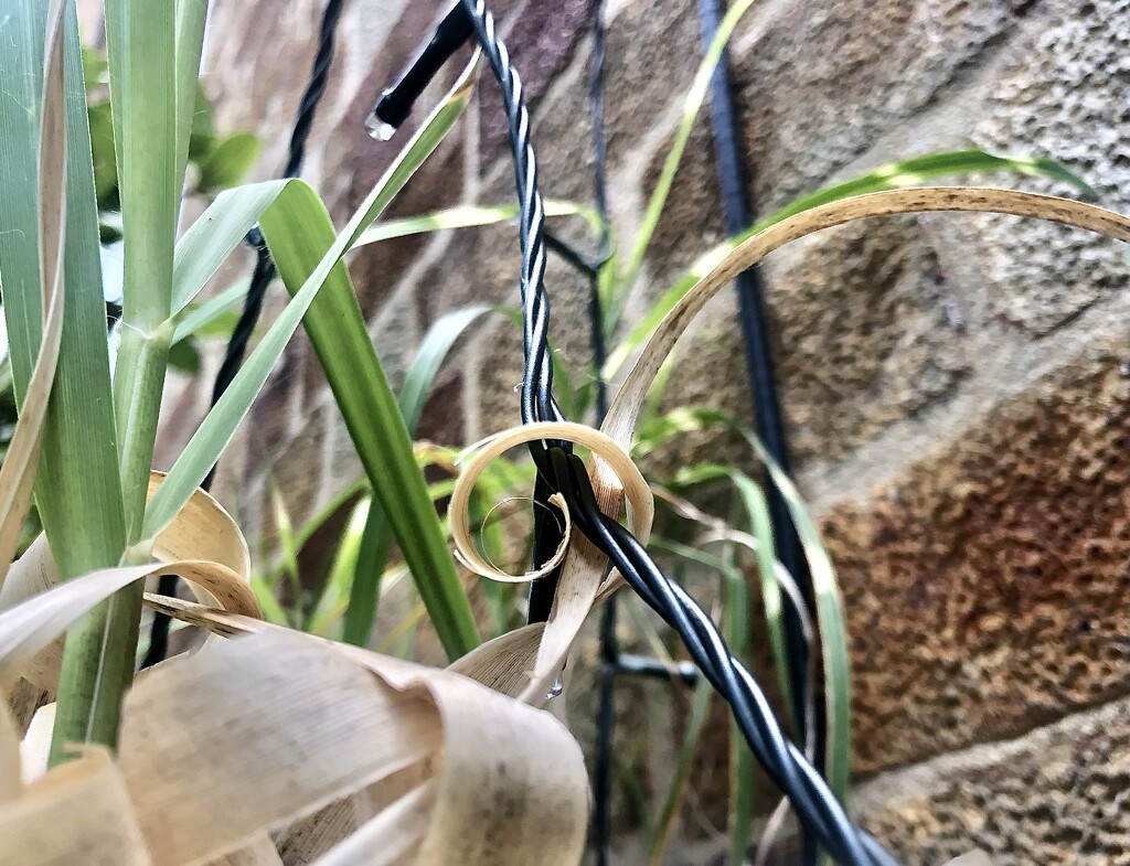 Curly grass by sleepingexplorer