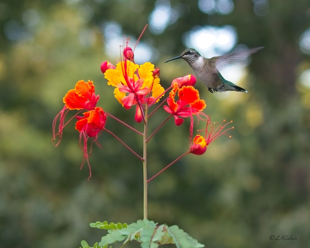 LHG_2601Hummer  finds peacock bloom by rontu