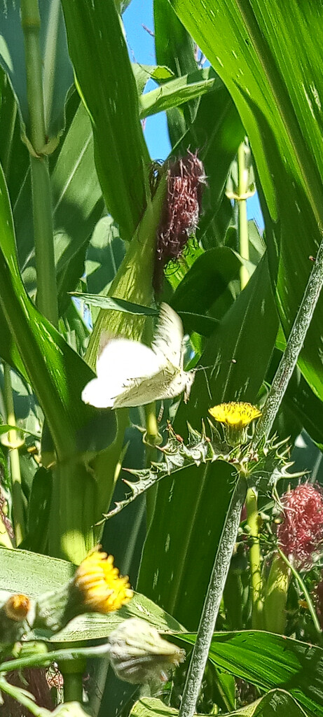 Cabbage White by 365projectorgjoworboys