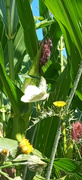 9th Aug 2024 - Cabbage White