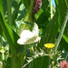 Cabbage White by 365projectorgjoworboys