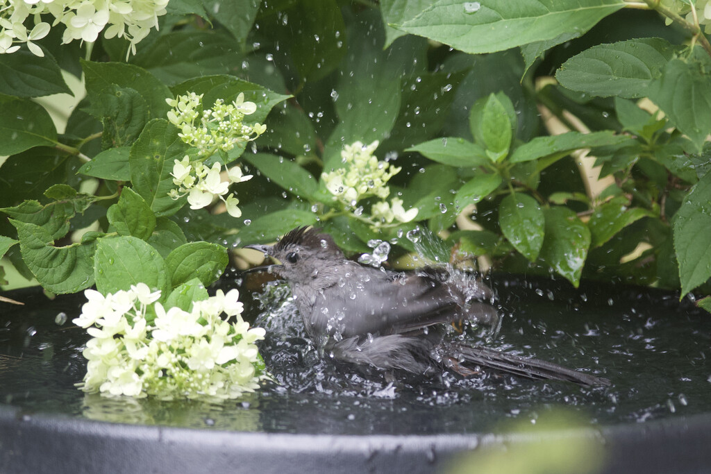 Catbird Splash by berelaxed