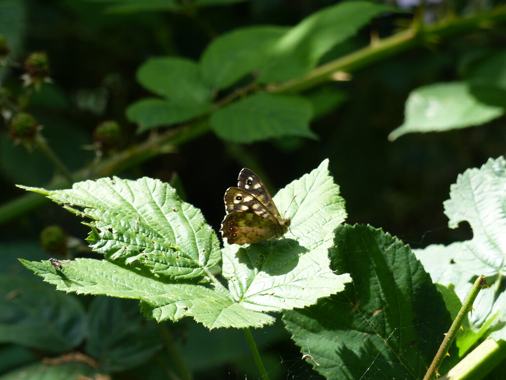 Speckled Wood by susiemc