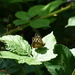 Speckled Wood by susiemc