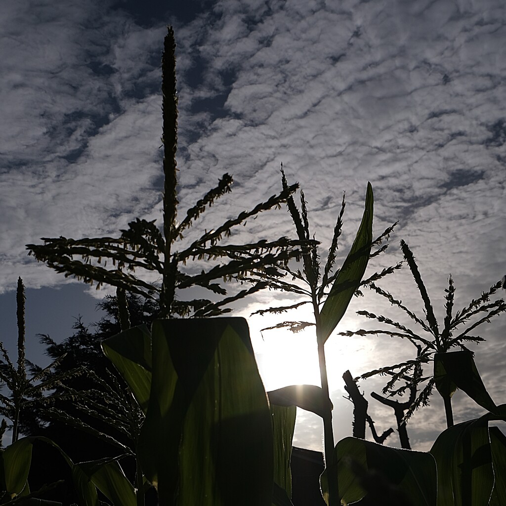 sweet corn flowering  by kametty