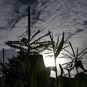 9th Aug 2024 - sweet corn flowering 