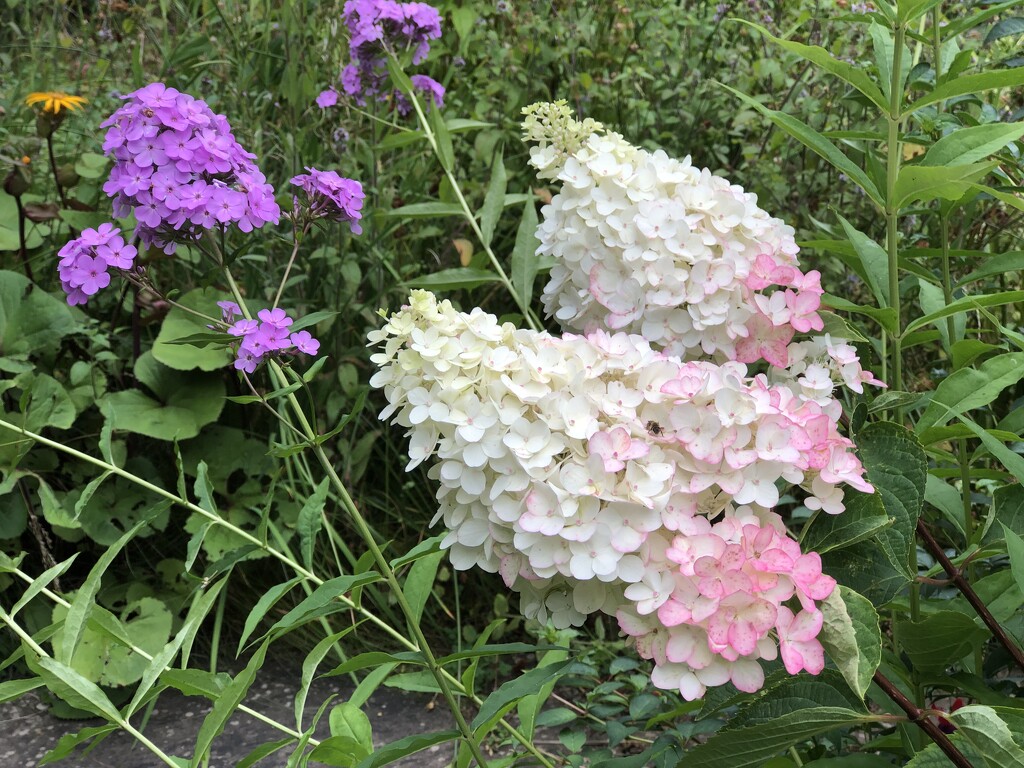 Hydrangea Paniculata by susiemc