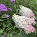 Hydrangea Paniculata by susiemc