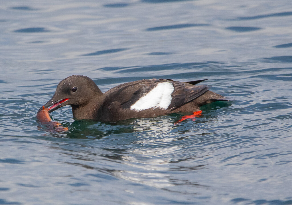 Finding Lunch by lifeat60degrees