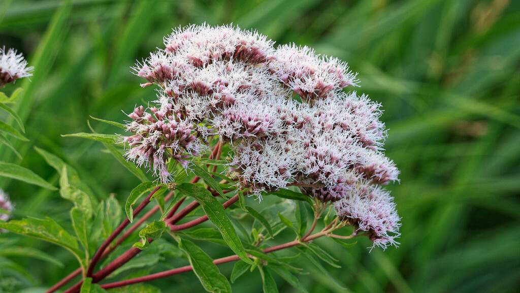 Hemp Agrimony by neil_ge