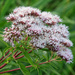 Hemp Agrimony by neil_ge