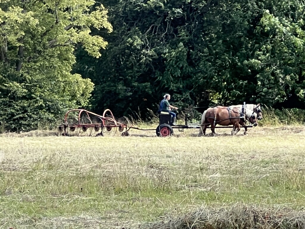 Traditional way of cutting grass by mattjcuk