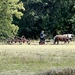 Traditional way of cutting grass by mattjcuk