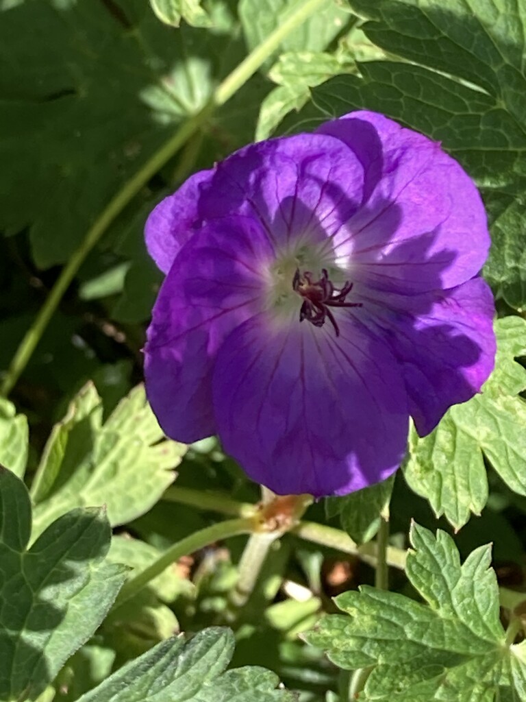 Geranium Flower  by cataylor41