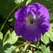 Geranium Flower  by cataylor41