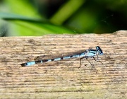 9th Aug 2024 - Sun bathing! 