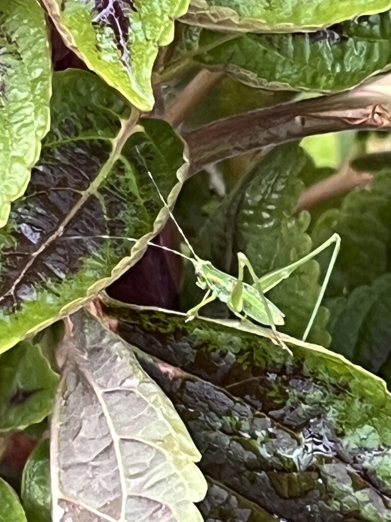 The grasshopper buffet by louannwarren