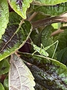 9th Aug 2024 - The grasshopper buffet