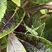 The grasshopper buffet by louannwarren