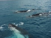 9th Aug 2024 - Whale Pod