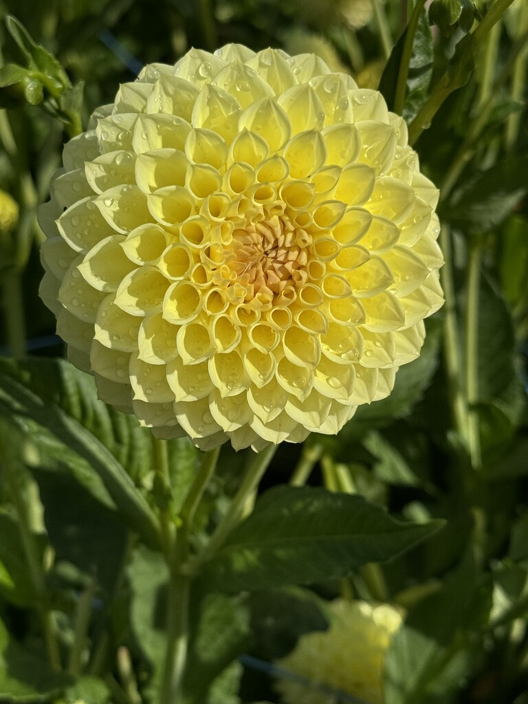 Yellow dahlia  by jeremyccc