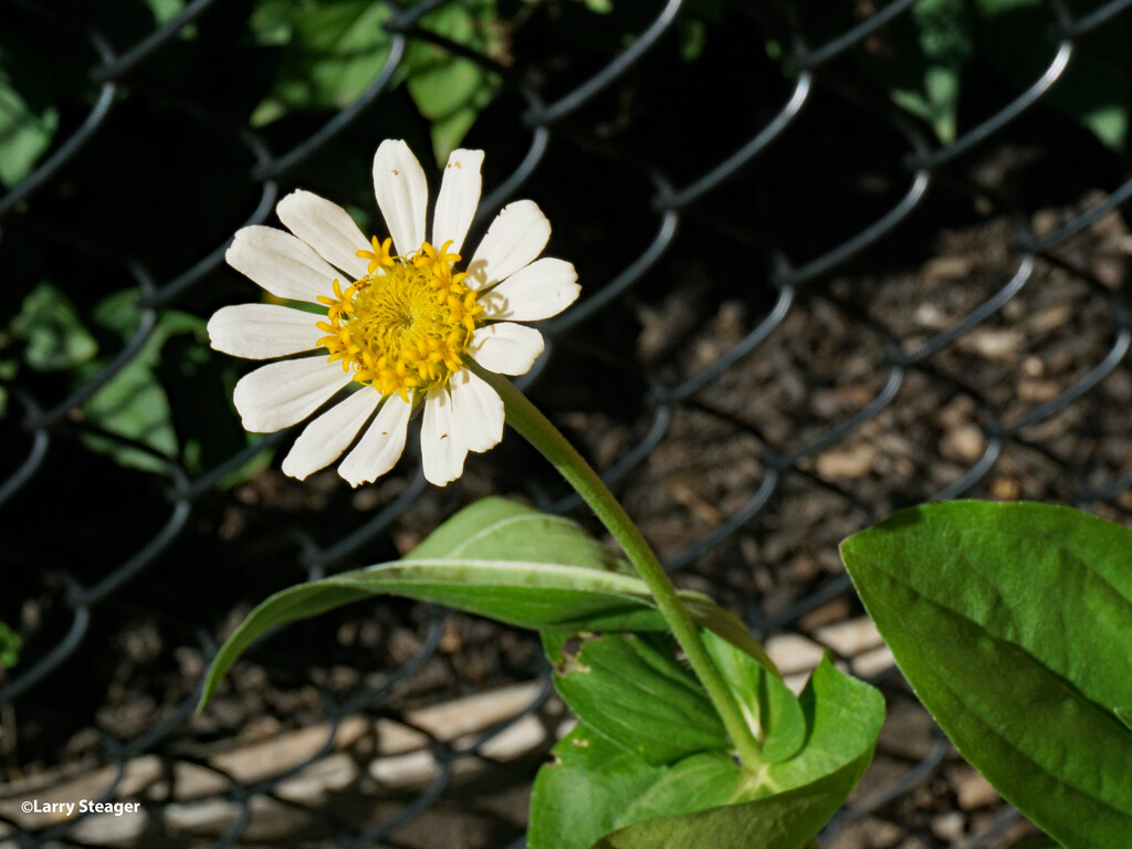 Mid summer flower by larrysphotos