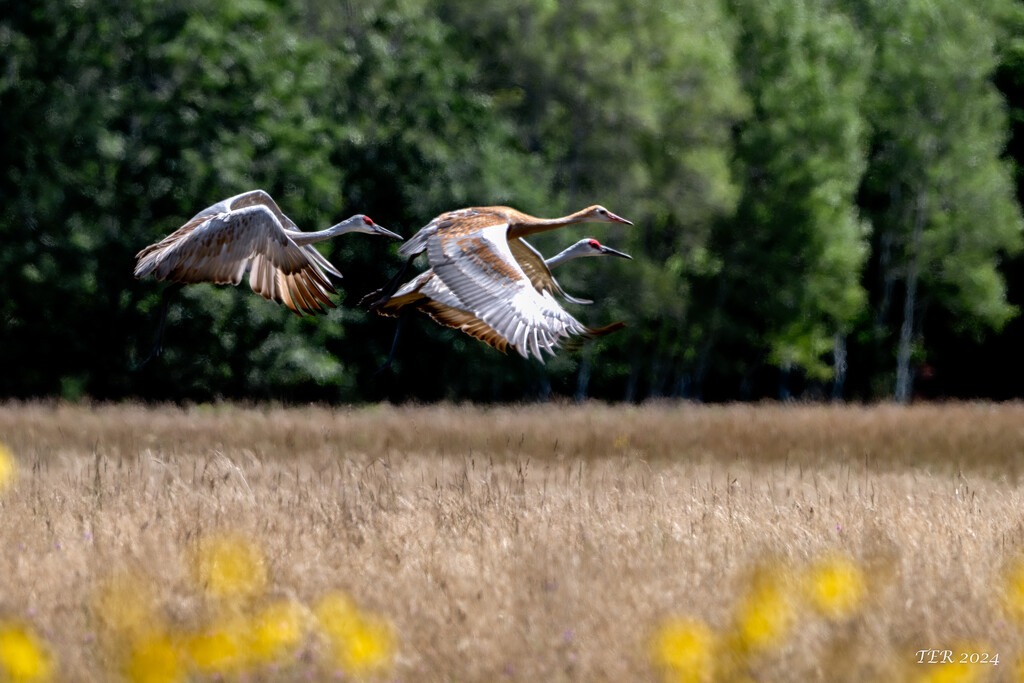 Sandhill Crane Family Flies Together by taffy