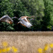 Sandhill Crane Family Flies Together by taffy