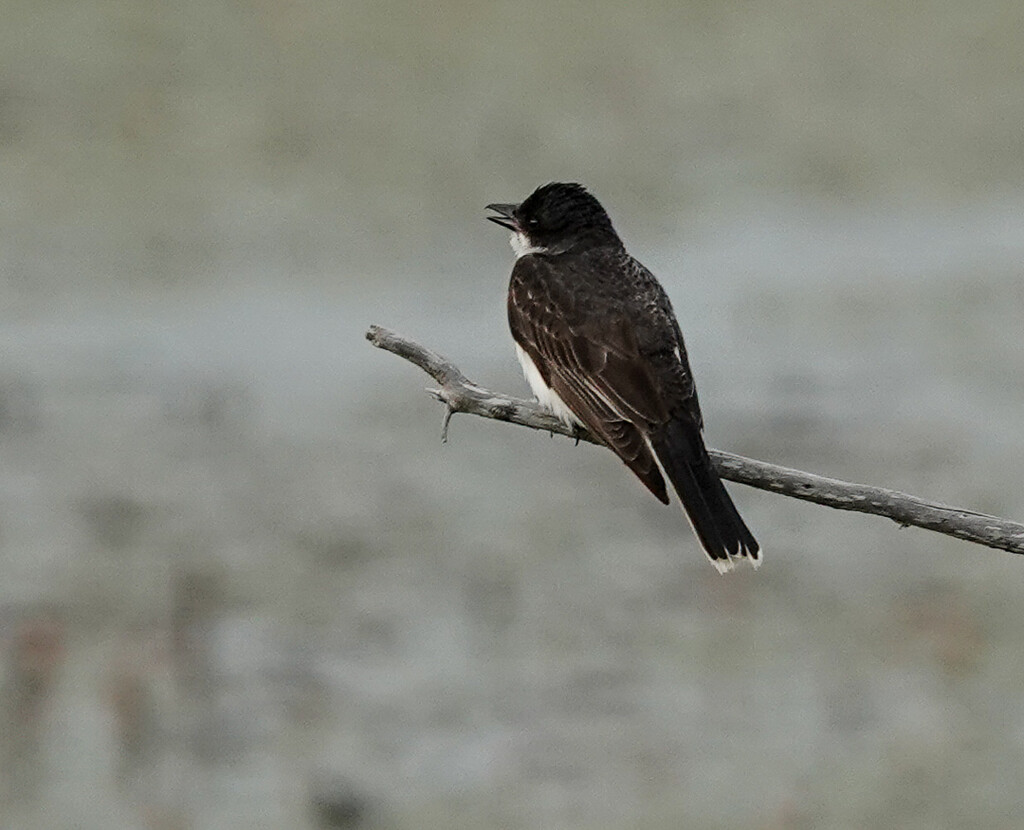 Eastern Kingbird  by radiogirl